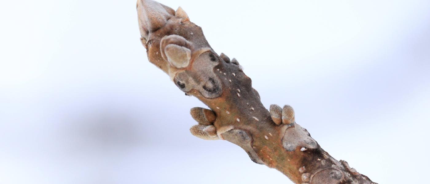 冬の自然観察会